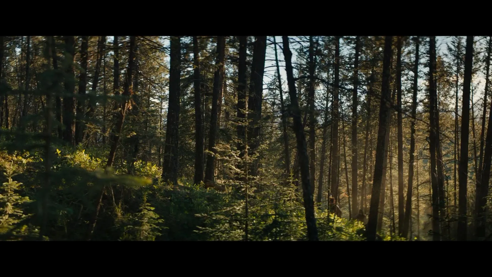 Kgame体育娱乐 每日签到礼